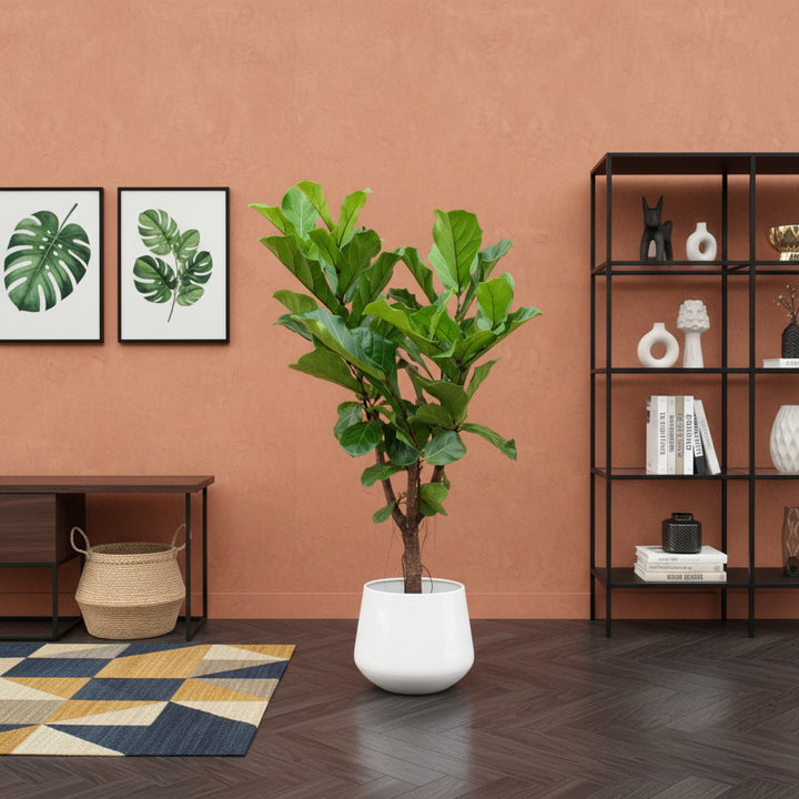 Ficus Lyrata vertakt - 130cm - Vioolbladplant - Kamerplant