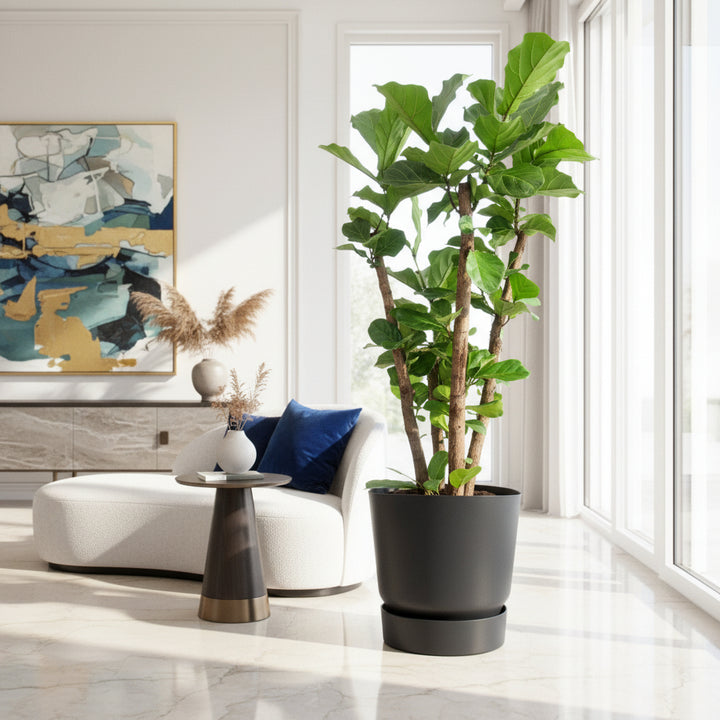 Ficus Lyrata ramifié XXL - 220 cm - Figuier lyre