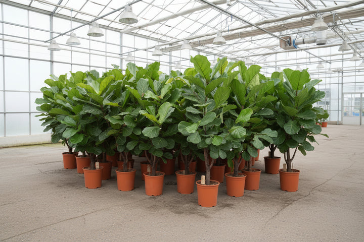 Ficus Lyrata ramifié - 180cm - Figuier lyre - Plante d'intérieur