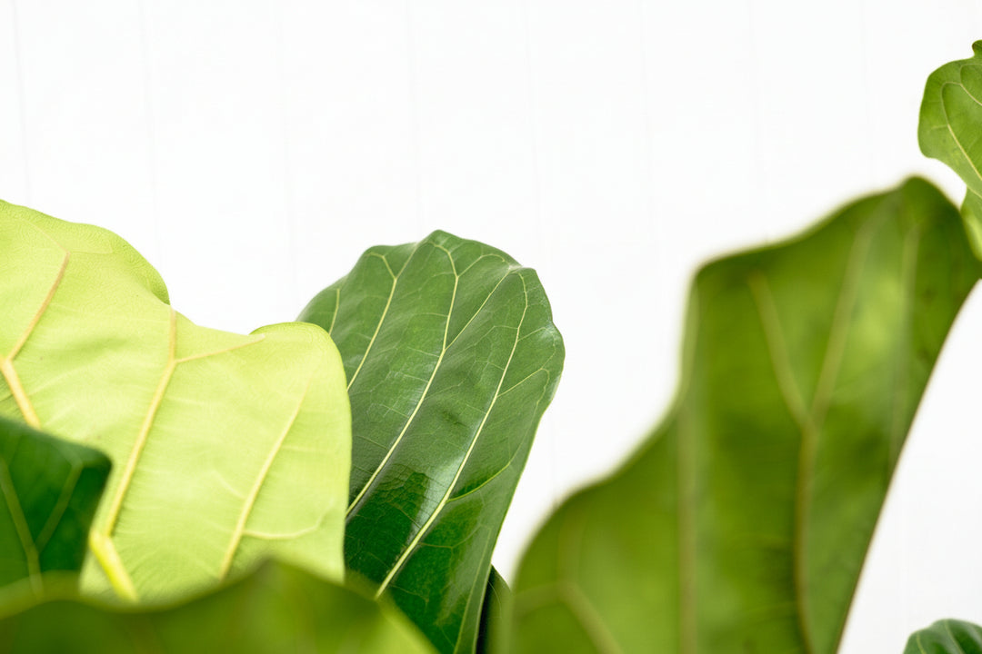 Ficus Lyrata ramifié - 180cm - Figuier lyre - Plante d'intérieur