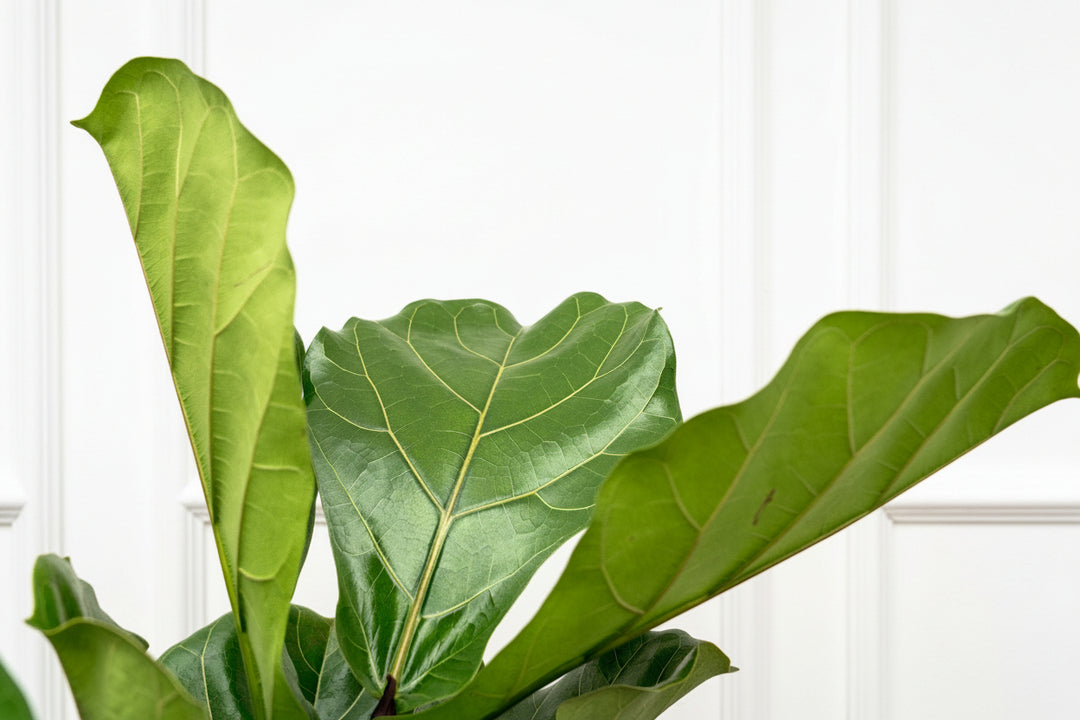 Ficus Lyrata ramifié - 180cm - Figuier lyre - Plante d'intérieur