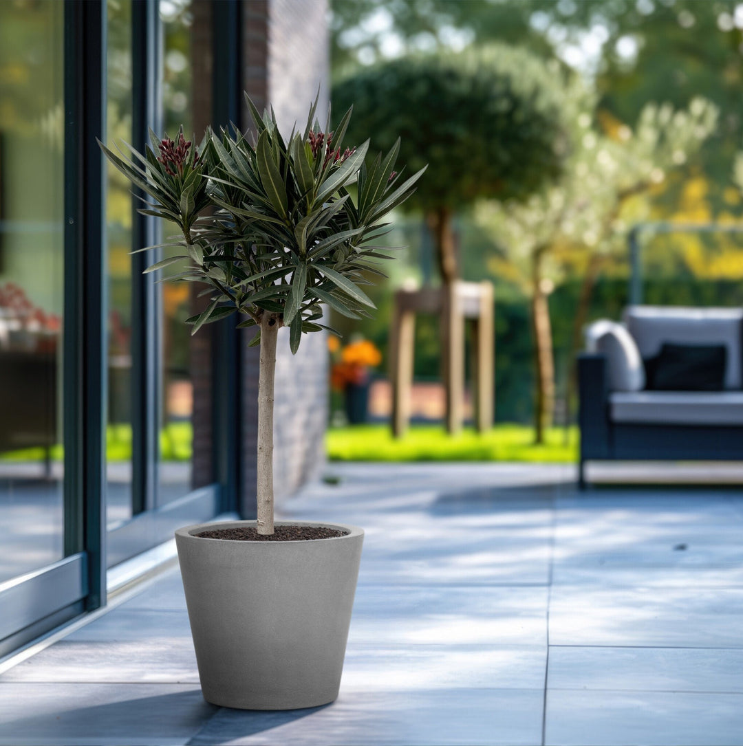 Nerium Oleander op stam - 140cm - Kamerplant Kopen
