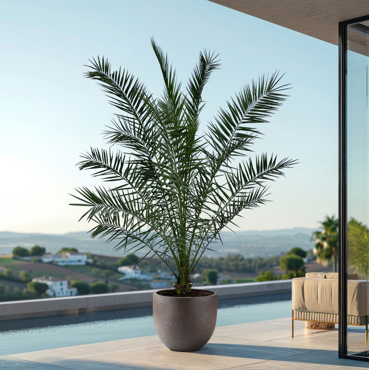 Phoenix Canariensis - 300cm - Dadelpalm - Kamerplant Kopen