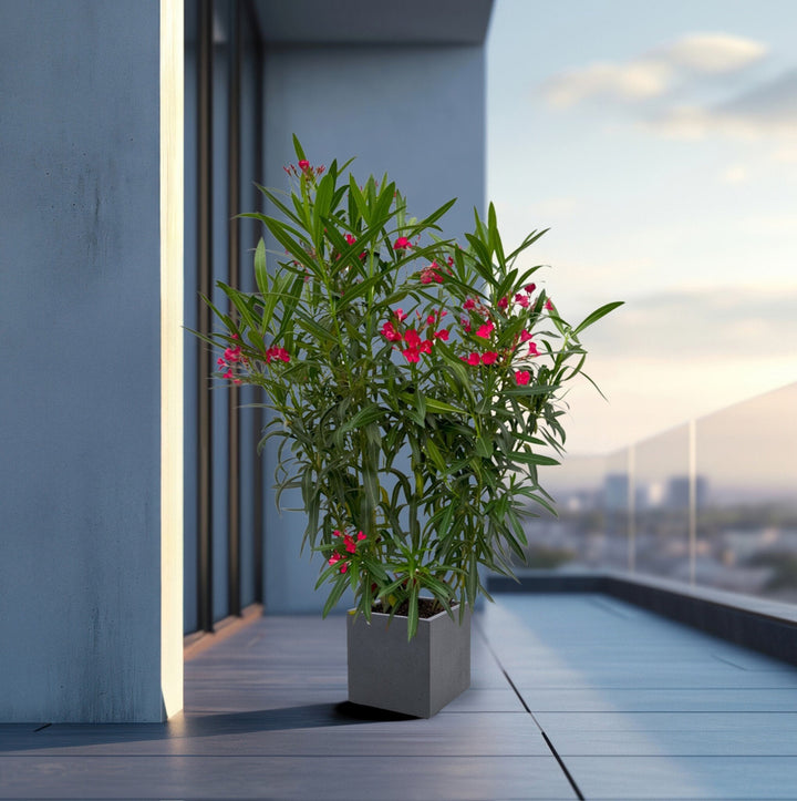 Nerium Oleander struik - 160cm - Kamerplant Kopen