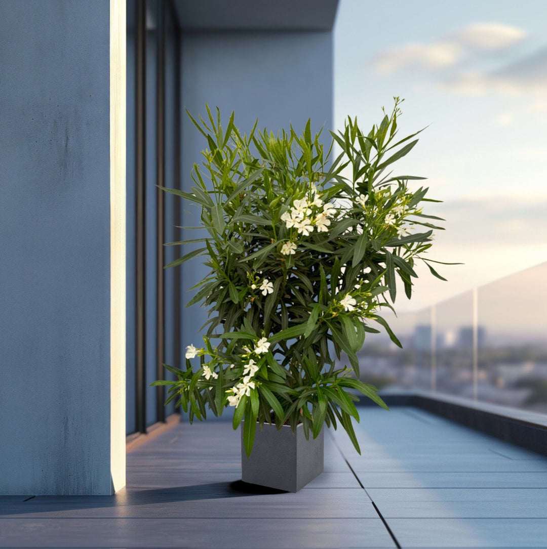 Nerium Oleander struik - 160cm - Kamerplant Kopen