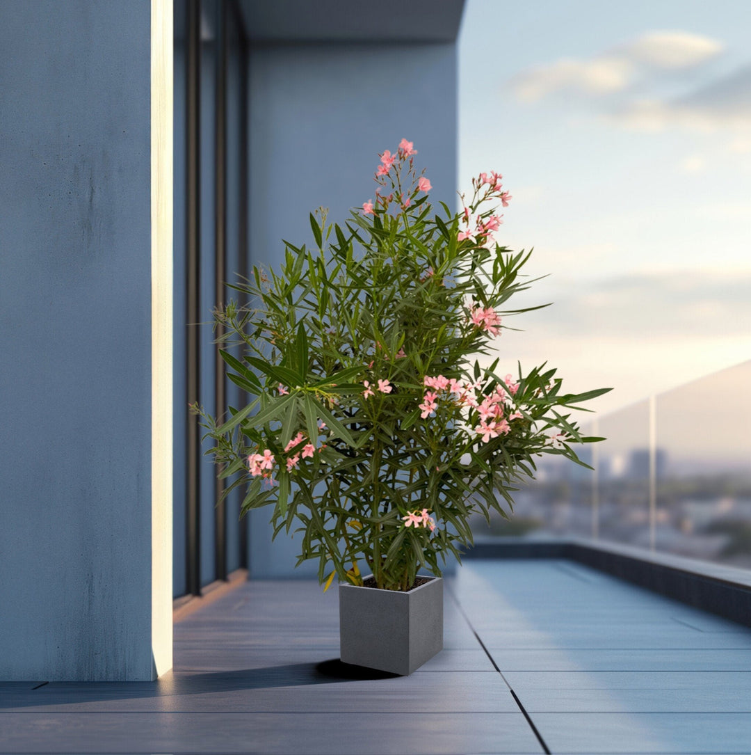 Nerium Oleander struik - 160cm - Kamerplant Kopen