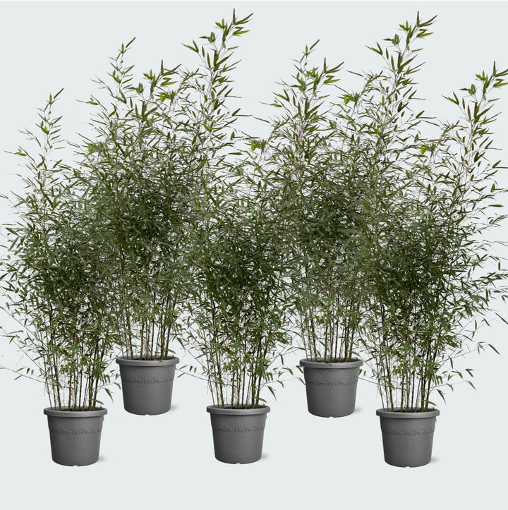 5x Fragesia bambou - 220cm - Achat plante d'intérieur Vivace