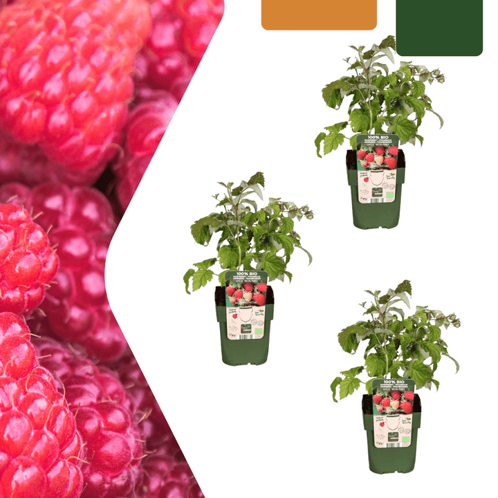 Plantes de framboises biologiques - 20cm - Acheter une plante d'intérieur