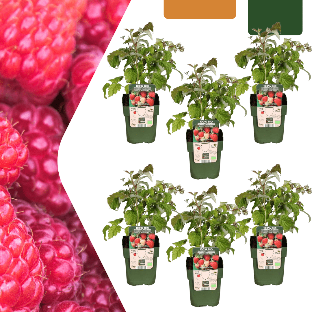 Plantes de framboises biologiques - 20cm - Acheter une plante d'intérieur