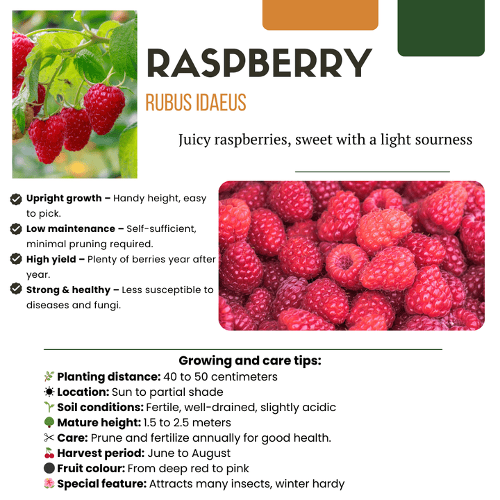 Plantes de framboises biologiques - 20cm - Acheter une plante d'intérieur