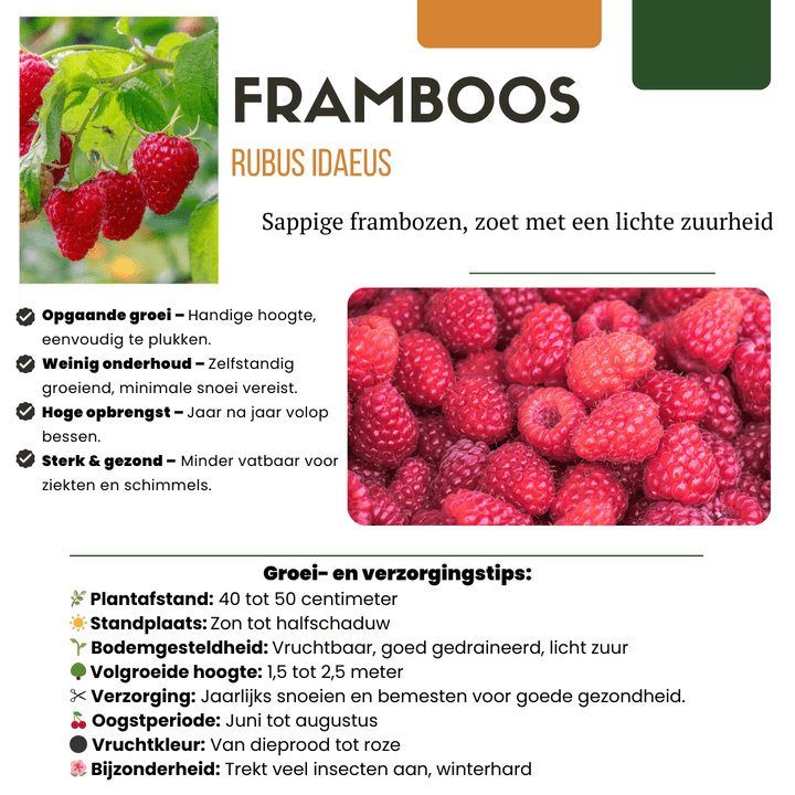 Plantes de framboises biologiques - 20cm - Acheter une plante d'intérieur