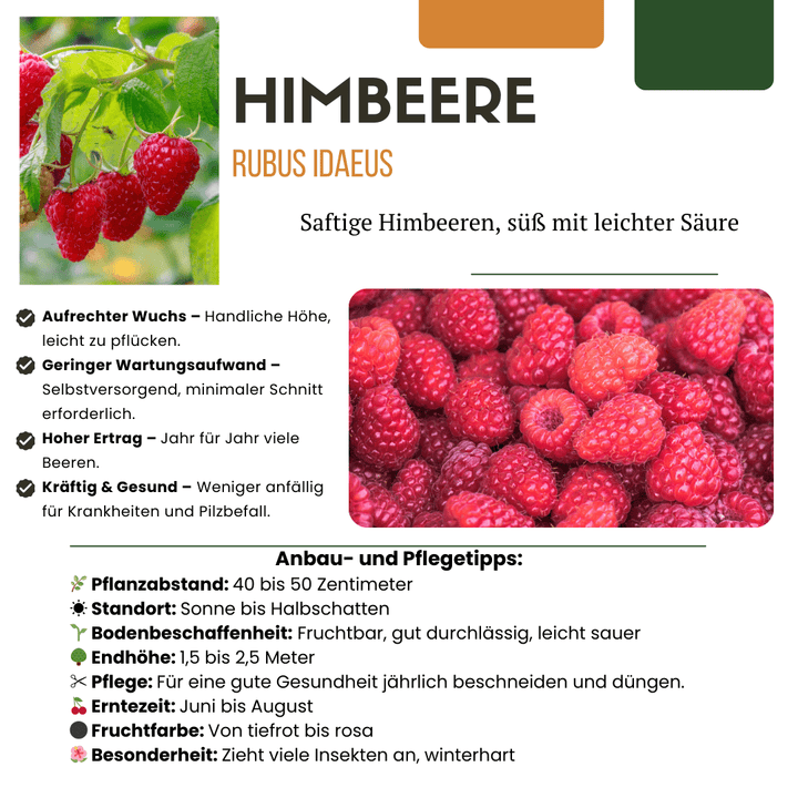 Plantes de framboises biologiques - 20cm - Acheter une plante d'intérieur