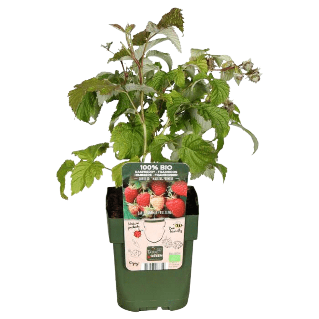 Plantes de framboises biologiques - 20cm - Acheter une plante d'intérieur