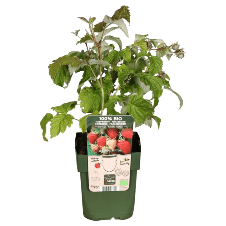 Plantes de framboises biologiques - 20cm - Acheter une plante d'intérieur