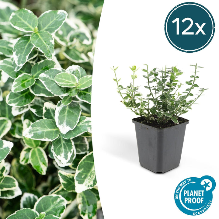 Euonymus 'Emerald 'n Gaity' - 20cm - Kamerplant Kopen