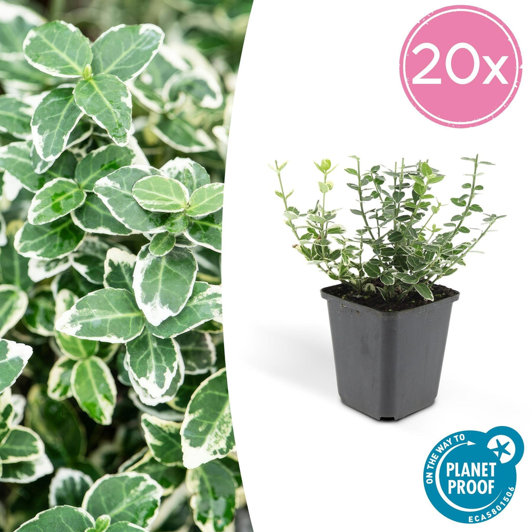 Euonymus 'Emerald 'n Gaity' - 20cm - Kamerplant Kopen