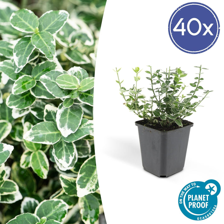 Euonymus 'Emerald 'n Gaity' - 20cm - Kamerplant Kopen