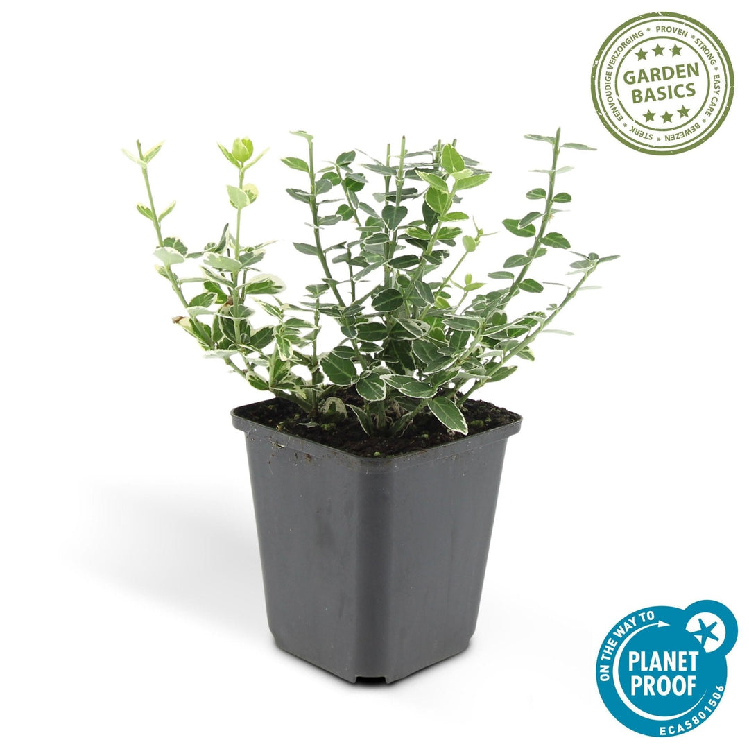 Euonymus 'Emerald 'n Gaity' - 20cm - Kamerplant Kopen