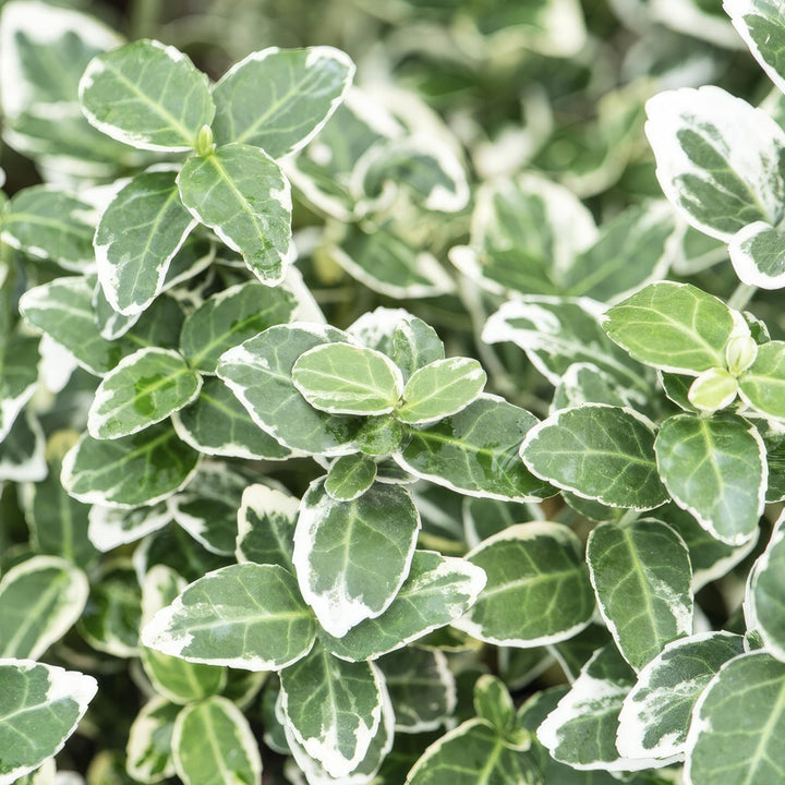 Euonymus 'Emerald 'n Gaity' - 20cm - Kamerplant Kopen