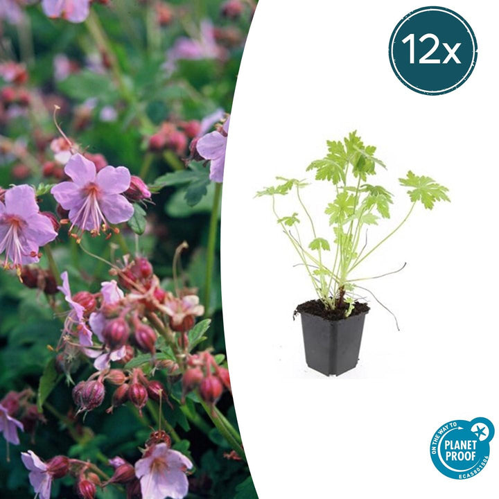 Geranium Macrorrhizum - 20cm - Kamerplant Kopen
