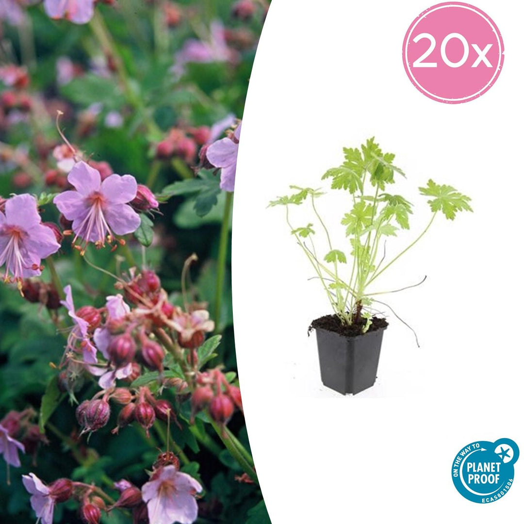 Geranium Macrorrhizum - 20cm - Kamerplant Kopen
