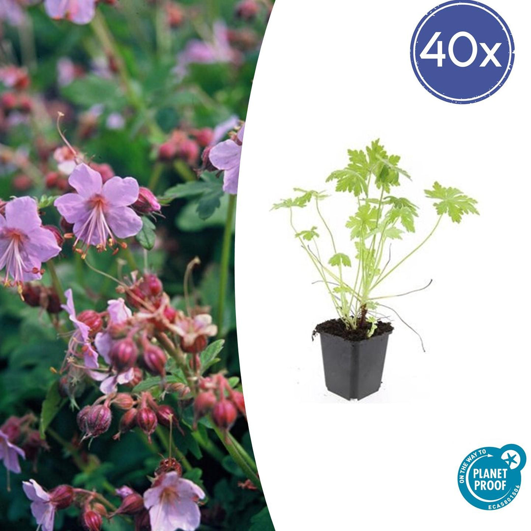 Geranium Macrorrhizum - 20cm - Kamerplant Kopen
