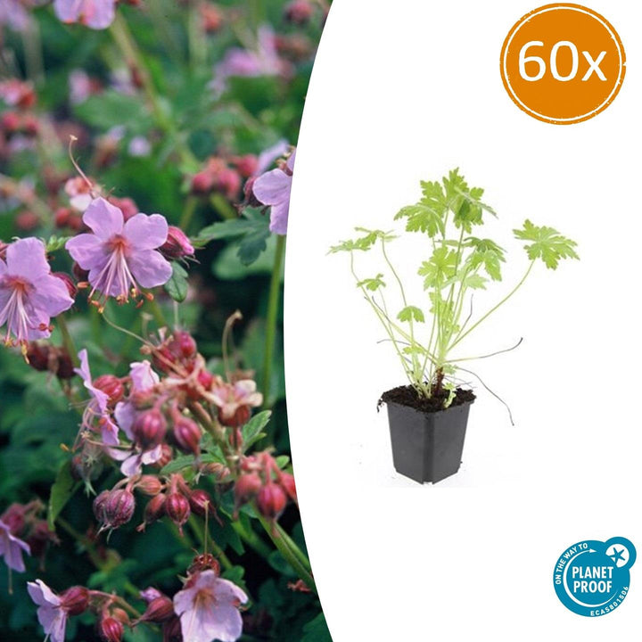 Geranium Macrorrhizum - 20cm - Kamerplant Kopen