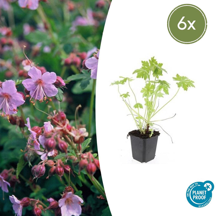 Geranium Macrorrhizum - 20cm - Kamerplant Kopen