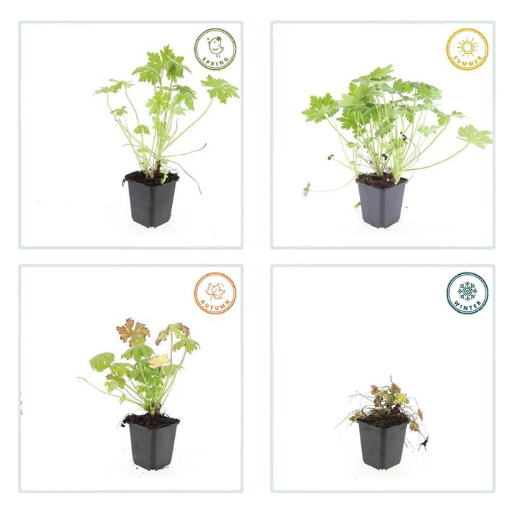 Geranium Macrorrhizum - 20cm - Kamerplant Kopen