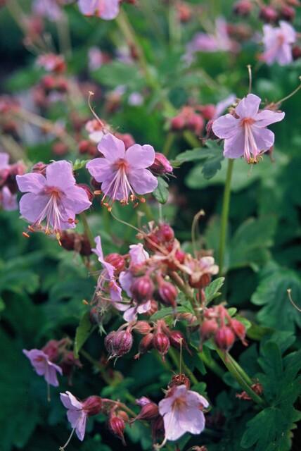 Geranium Macrorrhizum - 20cm - Kamerplant Kopen