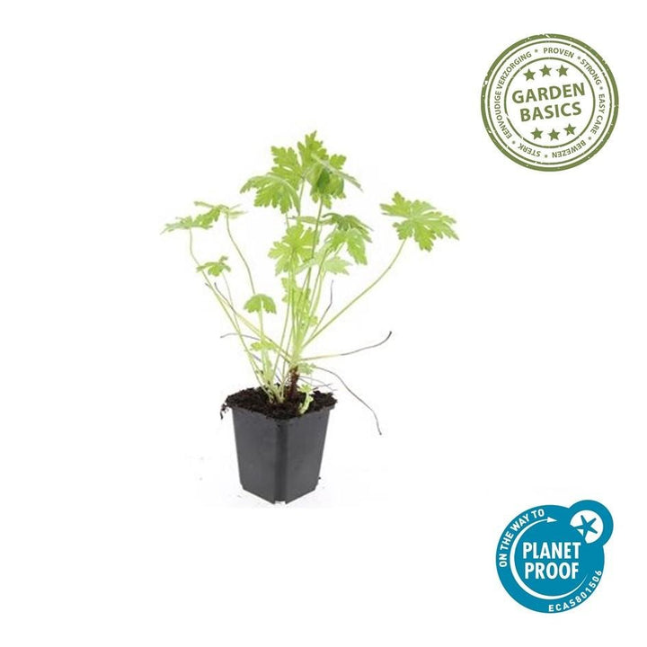 Geranium Macrorrhizum - 20cm - Kamerplant Kopen