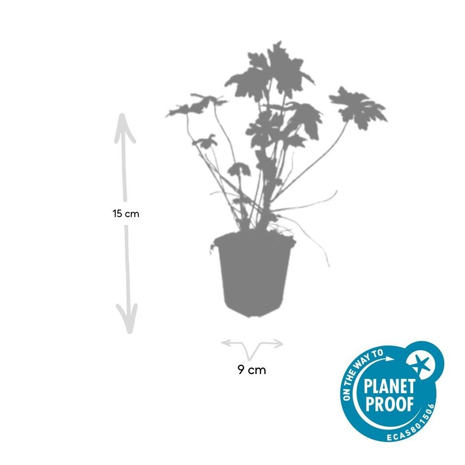 Geranium Macrorrhizum - 20cm - Kamerplant Kopen