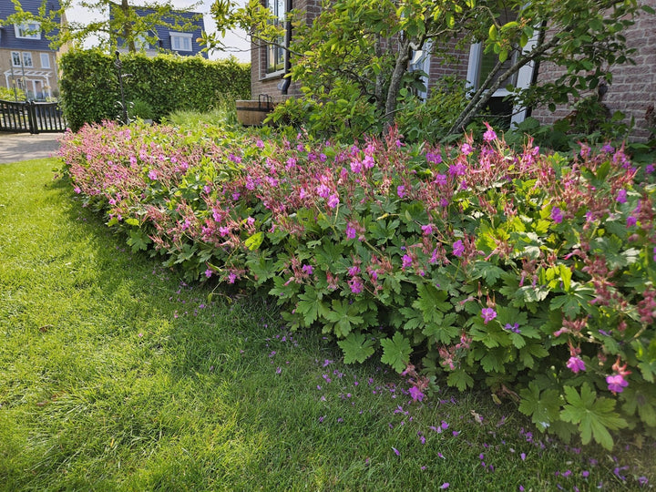 Geranium Macrorrhizum - 20cm - Kamerplant Kopen
