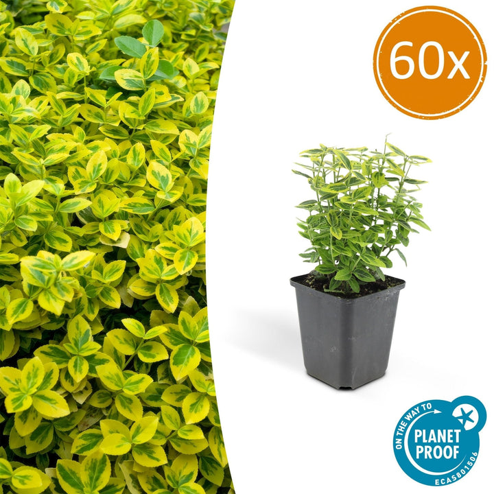 Euonymus Fortunei 'Emerald 'n Gold' - 20cm