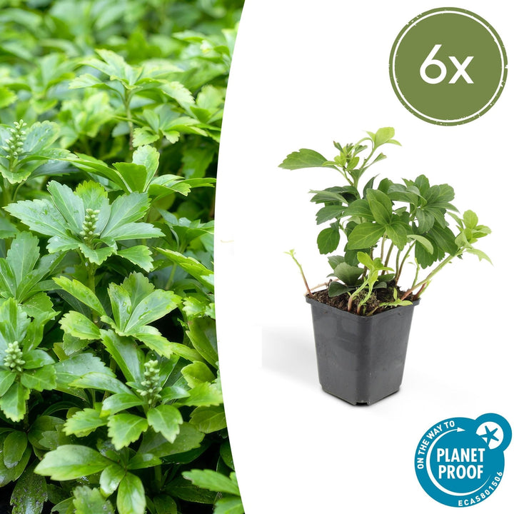 Pachysandra Terminalis 'Green Carpet' - 20cm - Couvre-sol persistant