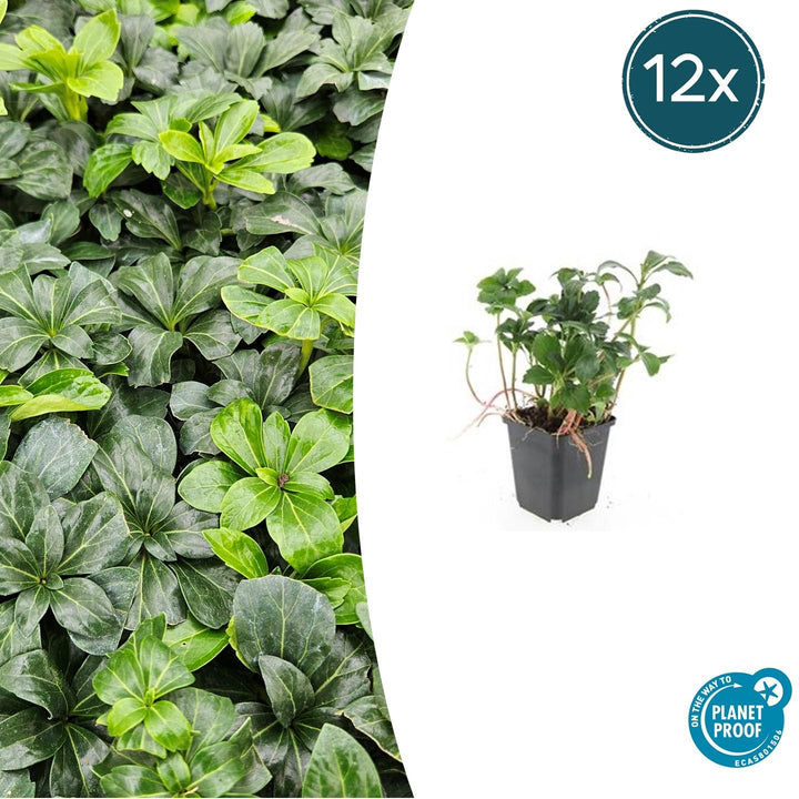 Pachysandra Terminalis 'Green Sheen' - 20cm - Couvre-sol Vivace
