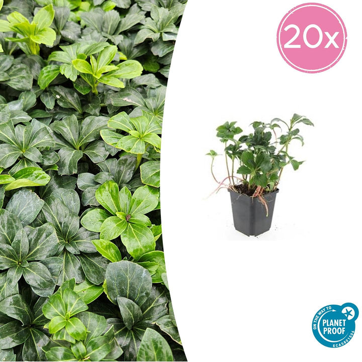 Pachysandra Terminalis 'Green Sheen' - 20cm - Couvre-sol Vivace