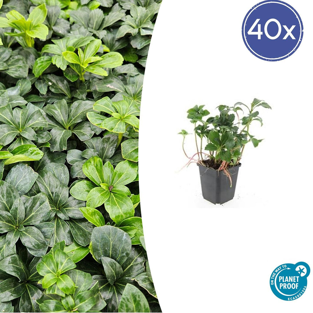Pachysandra Terminalis 'Green Sheen' - 20cm - Couvre-sol Vivace