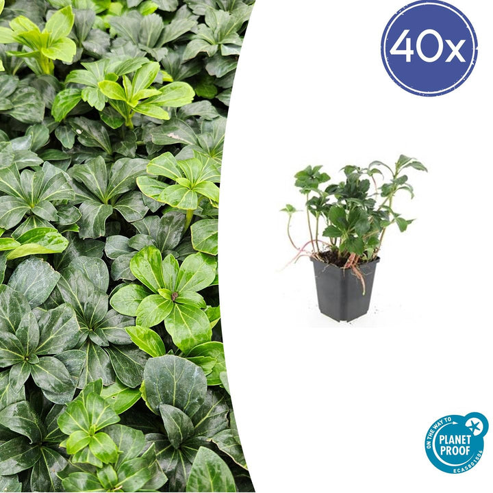 Pachysandra Terminalis 'Green Sheen' - 20cm - Couvre-sol Vivace