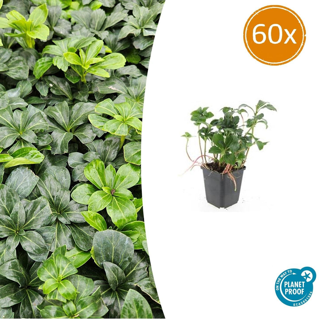 Pachysandra Terminalis 'Green Sheen' - 20cm - Couvre-sol Vivace