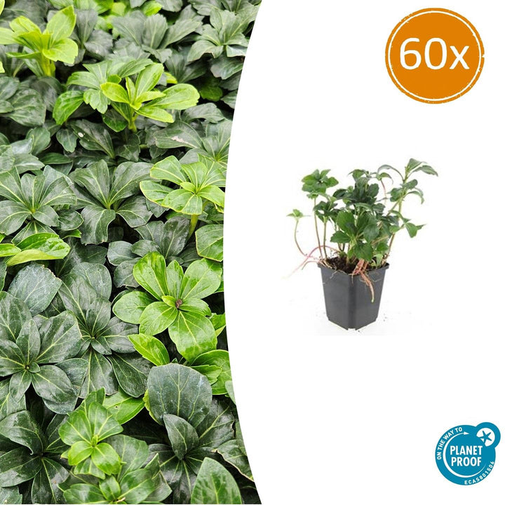 Pachysandra Terminalis 'Green Sheen' - 20cm - Couvre-sol Vivace