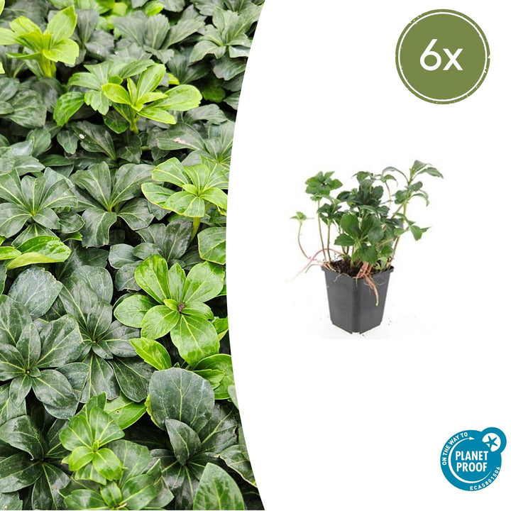 Pachysandra Terminalis 'Green Sheen' - 20cm - Couvre-sol Vivace