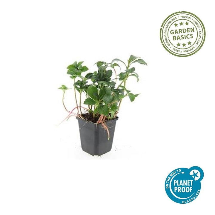Pachysandra Terminalis 'Green Sheen' - 20cm - Couvre-sol Vivace