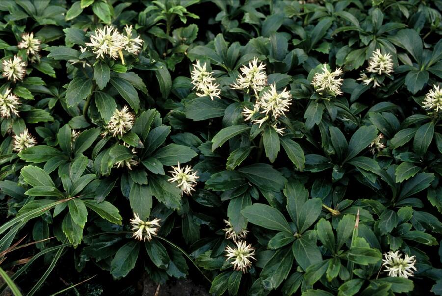 Pachysandra Terminalis 'Green Sheen' - 20cm - Couvre-sol Vivace