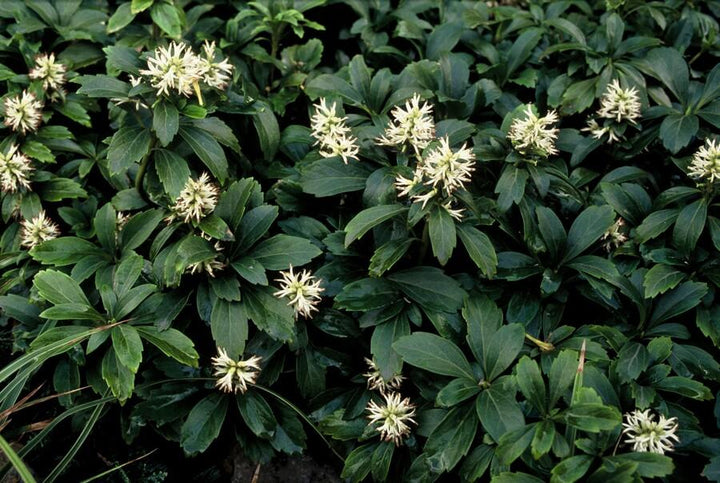 Pachysandra Terminalis 'Green Sheen' - 20cm - Couvre-sol Vivace