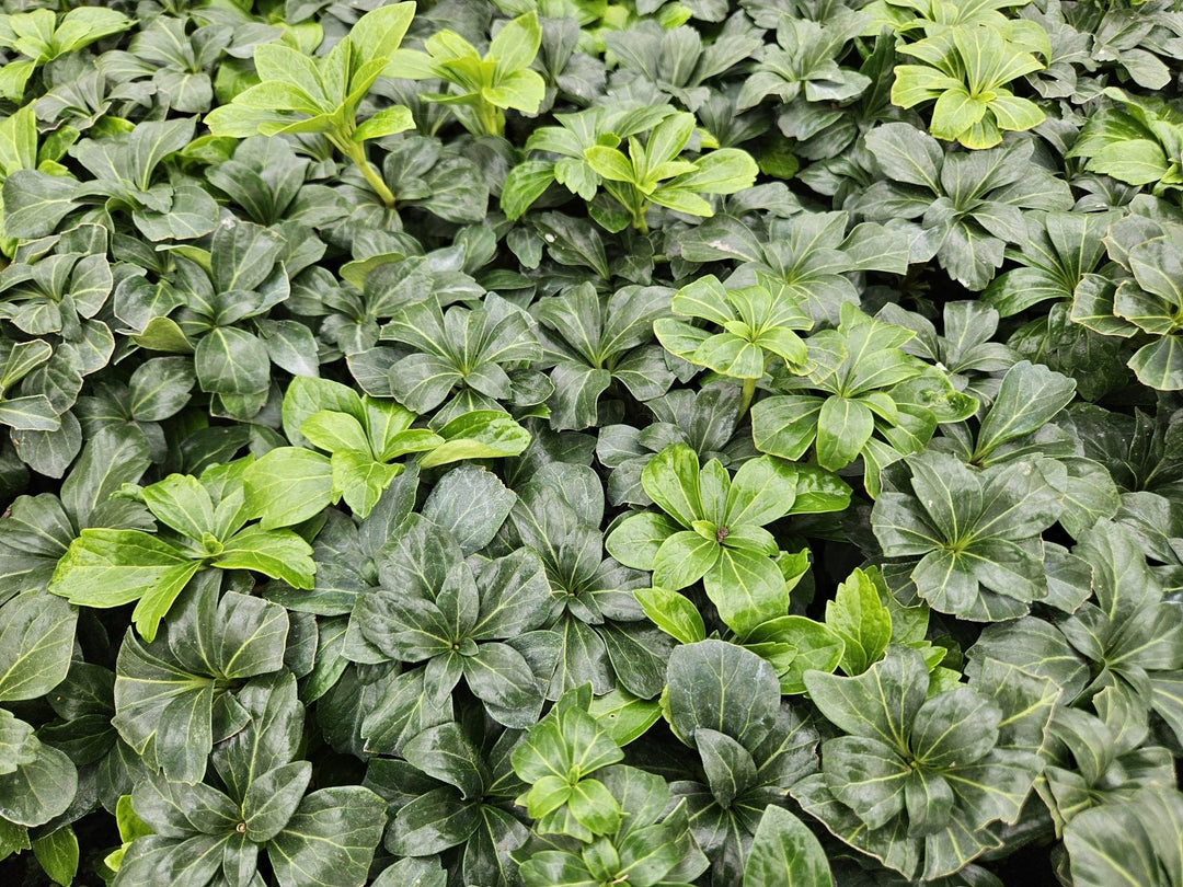 Pachysandra Terminalis 'Green Sheen' - 20cm - Couvre-sol Vivace