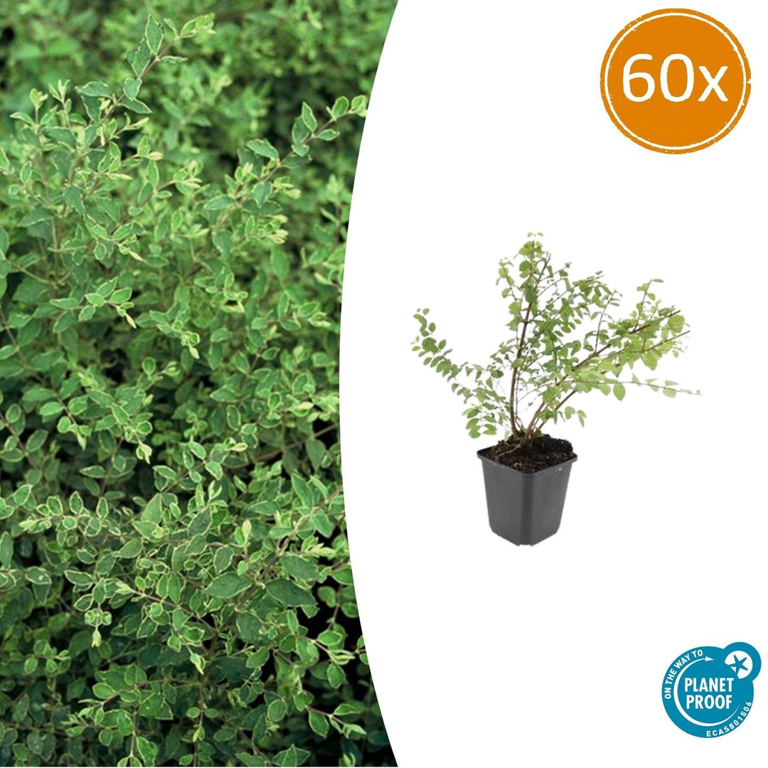 Symphoricarpos Chenaultii 'Hancock' - 20cm
