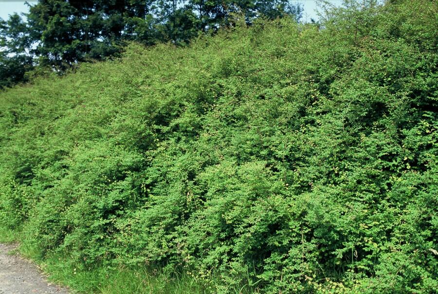 Symphoricarpos Chenaultii 'Hancock' - 20cm