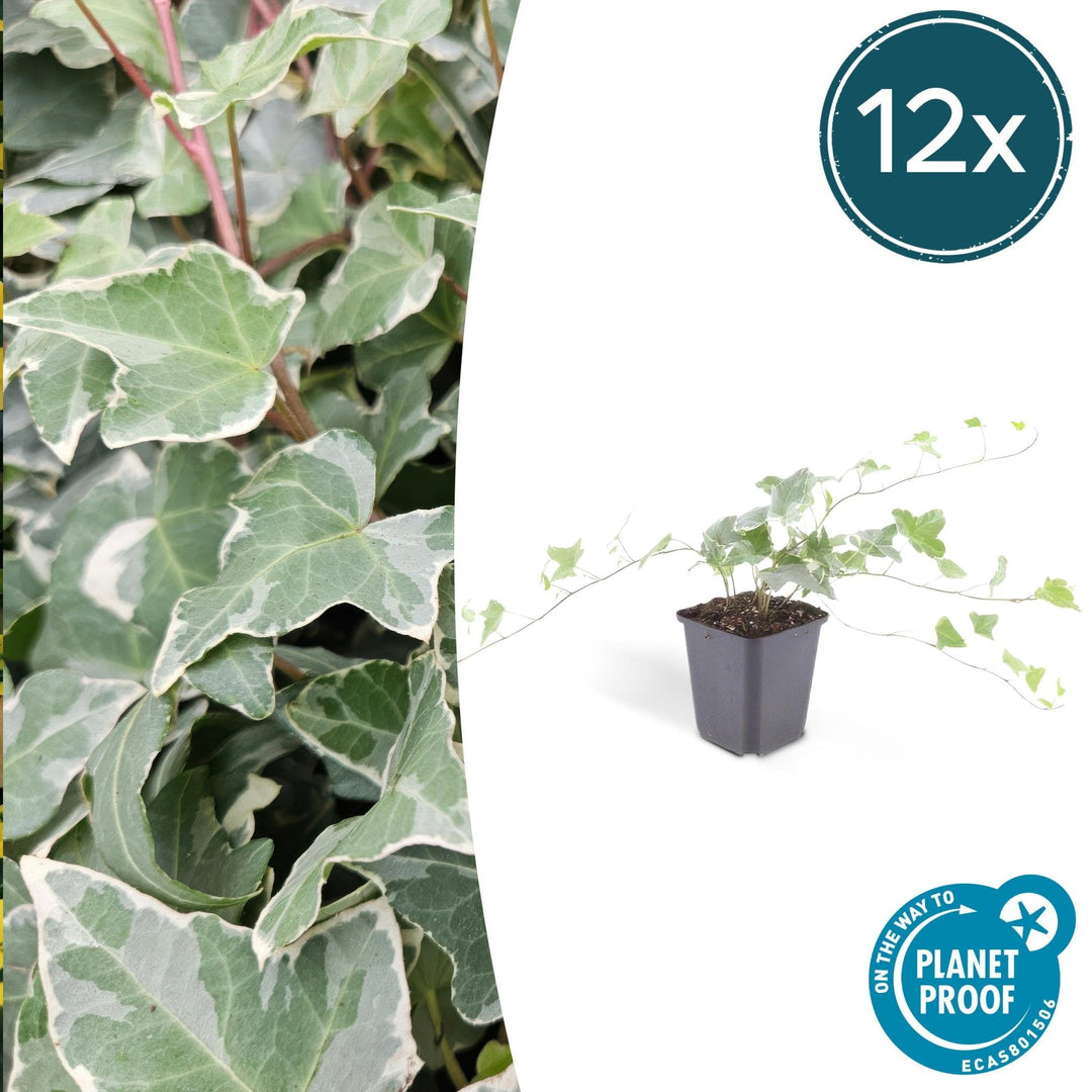 Hedera Helix 'Glacier' - 20cm - Lierre - Lierre Plante d'intérieur
