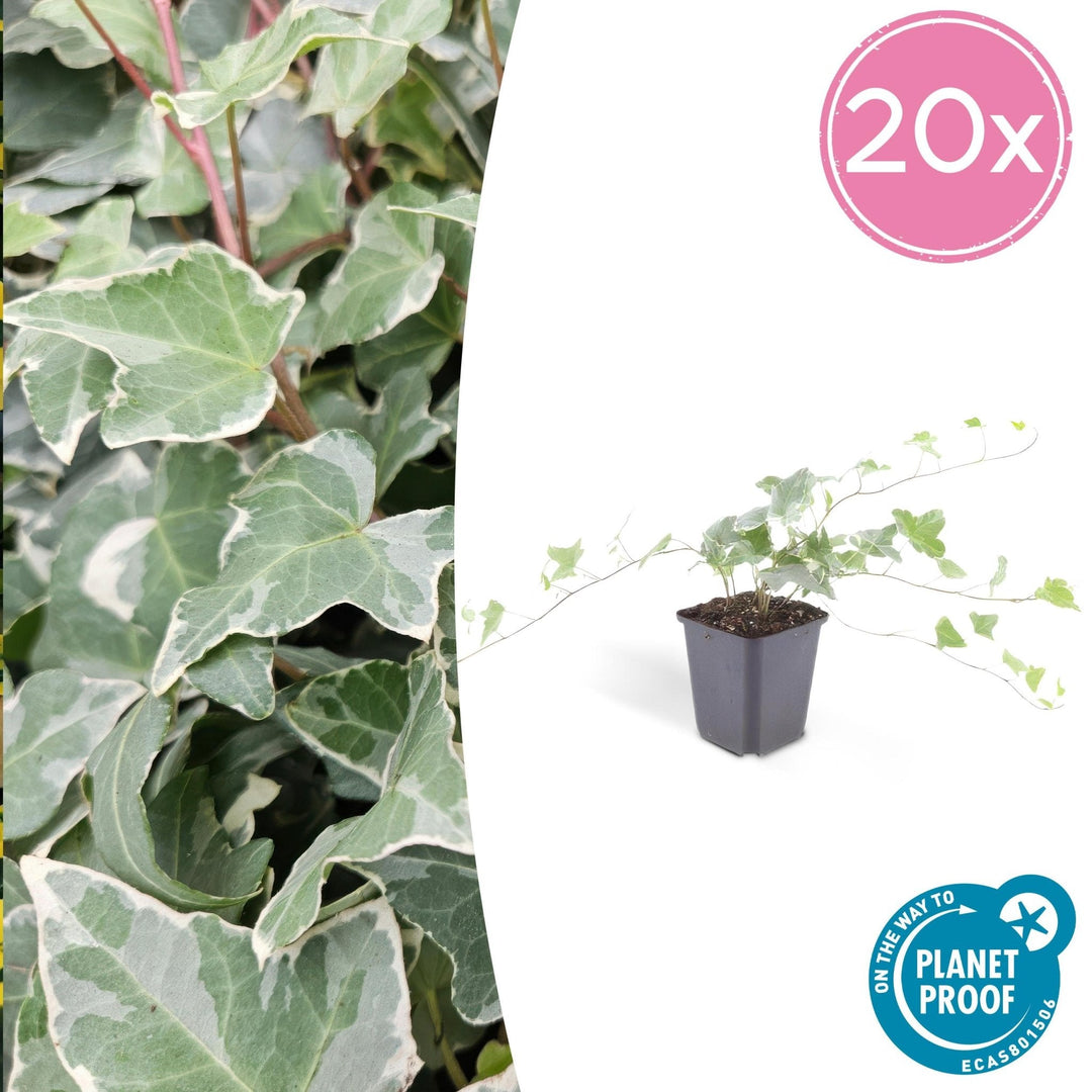 Hedera Helix 'Glacier' - 20cm - Lierre - Lierre Plante d'intérieur